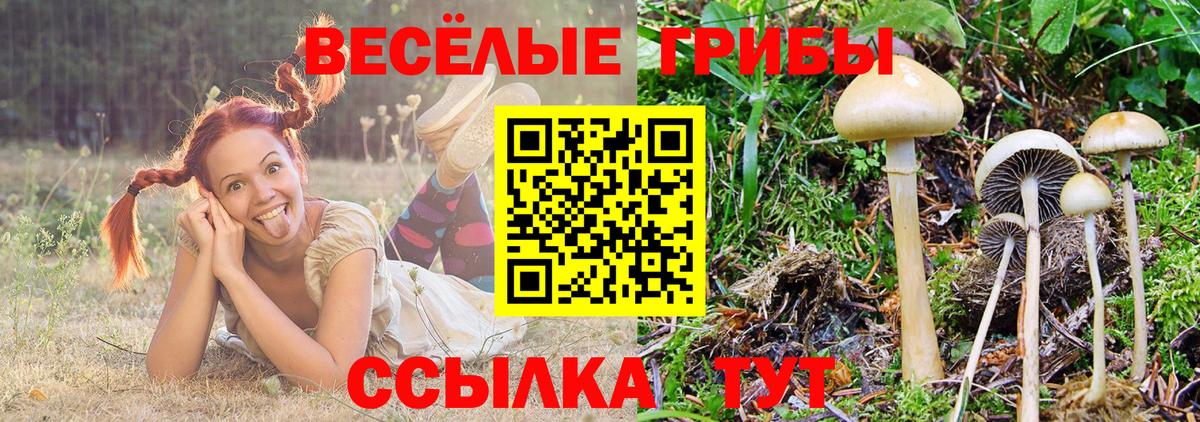 Псилоцибиновые грибы прущие грибы Новоалександровск